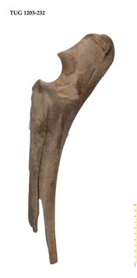 https://files.geocollections.info/large/6b/14/6b143a13-67e0-412d-a02b-8f3a9c6c7b65.jpg