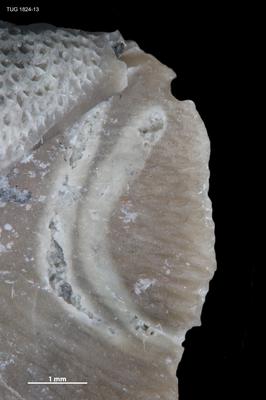 https://files.geocollections.info/large/6b/3d/6b3d8f7d-6f02-47c0-8d62-a752926fd77c.jpg