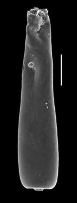 <i><i>Conochitina proboscifera</i></i><br />Paatsalu 527 borehole, 72.10 m, Llandovery (493-13)