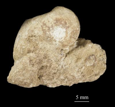 https://files.geocollections.info/large/6b/99/6b99d663-3092-4c01-997d-2b679e46001c.jpg
