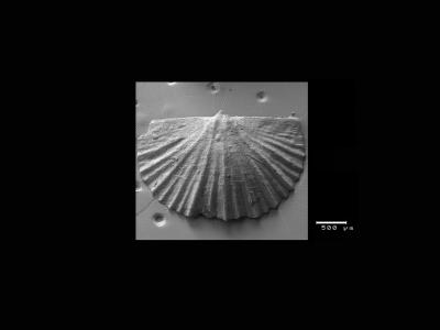 https://files.geocollections.info/large/6b/a0/6ba0dfee-1a2b-4a98-bc7b-b494b31f4b7c.jpg