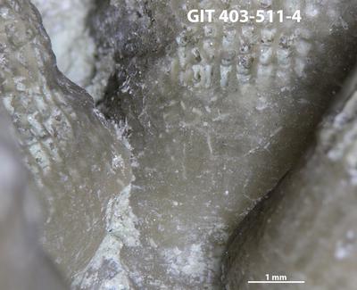 <i></i><br />Ohesaare cliff,  m, Ohesaare Stage