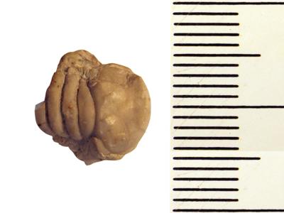 https://files.geocollections.info/large/6b/c5/6bc56404-4b27-4111-a47e-879dce673a0c.jpg