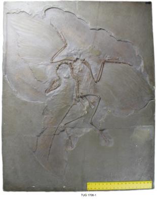 https://files.geocollections.info/large/6b/c7/6bc7769e-7174-422d-a534-f283bc551299.jpg