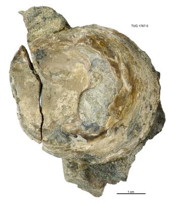 https://files.geocollections.info/large/6b/cd/6bcd7278-a714-4e53-a9da-49a4c5ba0158.jpg