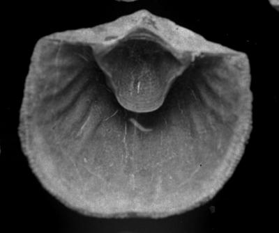 https://files.geocollections.info/large/6b/ee/6bee1be3-c379-4f80-8b5d-93343e3f18f7.jpg