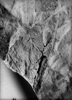 https://files.geocollections.info/large/6c/00/6c005cb8-15f3-4d6d-b36a-d0fbd20a8919.jpg