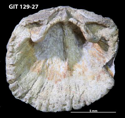 https://files.geocollections.info/large/6c/06/6c065334-3ecc-4a23-a76c-44ea3c8de517.jpg