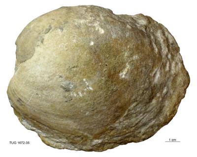 https://files.geocollections.info/large/6c/25/6c25805b-3116-455b-aa04-8d4ec6b41e88.jpg