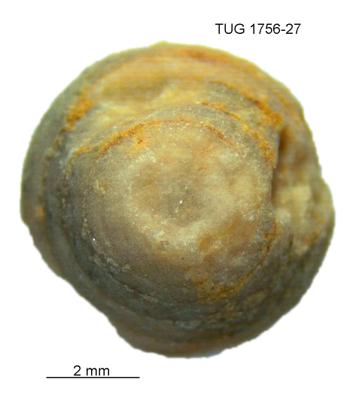 https://files.geocollections.info/large/6c/35/6c357219-6a43-4723-b602-07cf1bcf6ee7.jpg