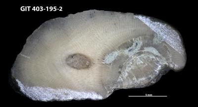 <i>Trypanites isp.</i><br />Ohesaare cliff,  m, Ohesaare Stage