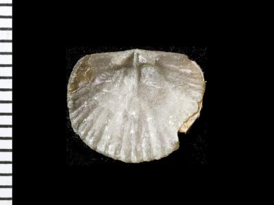 https://files.geocollections.info/large/6c/72/6c72fcef-022d-47f5-8323-232f7f91655b.jpg