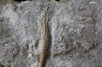 https://files.geocollections.info/large/6c/9f/6c9f78a9-e8cd-4f2a-87d0-5ba428992f36.jpg