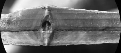 https://files.geocollections.info/large/6c/b9/6cb9b544-8e92-46f8-8293-6845d65c852f.jpg
