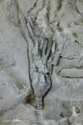 https://files.geocollections.info/large/6c/d8/6cd85e37-471f-4745-9317-d88d09c8c2f4.jpg