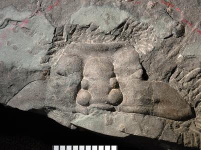 https://files.geocollections.info/large/6c/e0/6ce0f816-8c51-41e9-8767-ff7bb866eb8a.jpg
