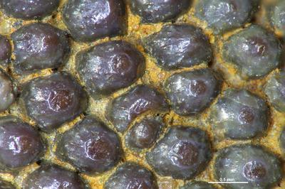 https://files.geocollections.info/large/6c/ec/6cec5441-5bd2-4f8d-b244-91302298047c.jpg