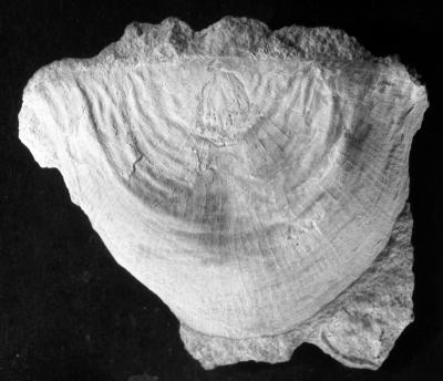 https://files.geocollections.info/large/6c/f5/6cf52c54-4b0d-4ee8-a190-1266bef6258a.jpg
