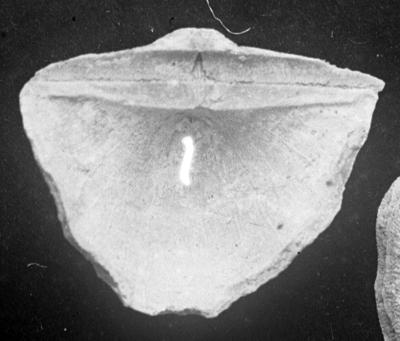 https://files.geocollections.info/large/6d/1f/6d1fb2a0-3b71-4605-a6ee-1e0c49f31728.jpg