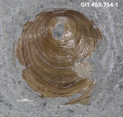 https://files.geocollections.info/large/6d/29/6d29a8fc-0931-44c5-99ba-f777564a8cf1.jpg