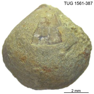 https://files.geocollections.info/large/6d/31/6d31df0c-67fa-4ef1-a2ac-c69a268b9bc7.jpg