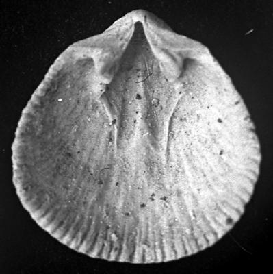 https://files.geocollections.info/large/6d/44/6d449744-7265-4b86-837e-f24552003557.jpg