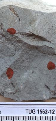 https://files.geocollections.info/large/6d/94/6d94bb98-6119-4073-95f7-154ce37dba83.jpg