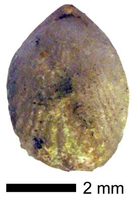 https://files.geocollections.info/large/6d/9a/6d9a5f5c-2932-4345-abcf-535fbb60df4c.jpg
