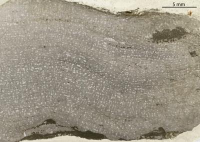 https://files.geocollections.info/large/6d/ac/6dacacfb-b9de-4c15-9276-5c3a901937c6.jpg