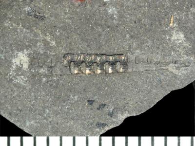 https://files.geocollections.info/large/6d/ba/6dba8a65-1ad3-4223-9014-216f3ac13d54.jpg