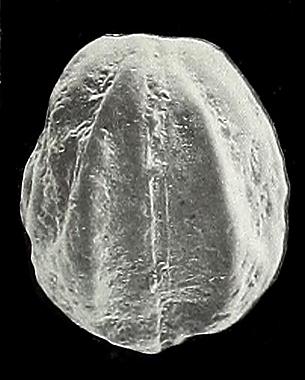 https://files.geocollections.info/large/6d/c2/6dc2eeae-2429-4695-a627-5c78459f8586.jpg