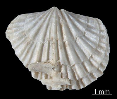 https://files.geocollections.info/large/6d/fb/6dfbf582-e2cd-4564-968c-aab0011b34f8.jpg