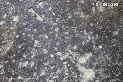 <i>Trypanites isp.</i><br />Ohesaare cliff,  m, Ohesaare Stage