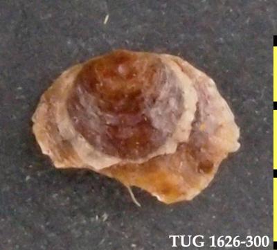 https://files.geocollections.info/large/6e/12/6e12615d-55bd-4c42-b58a-3f8bb275c914.jpg