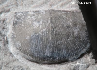 https://files.geocollections.info/large/6e/18/6e1827b9-2aa9-4c5d-8b42-f85a0ccbffe1.jpg