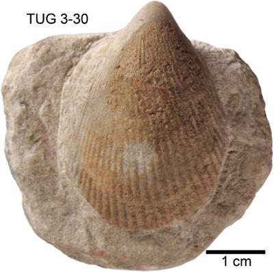 https://files.geocollections.info/large/6e/1e/6e1e3677-979b-48aa-9f43-b8b110416bbf.jpg