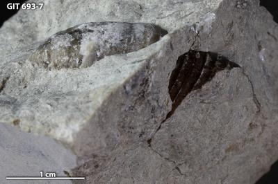 https://files.geocollections.info/large/6e/1f/6e1f234b-a366-4ee7-b32d-49a00f643898.jpg