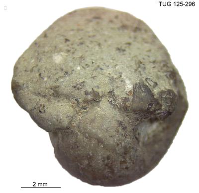 https://files.geocollections.info/large/6e/22/6e220028-da79-4ef4-9f77-a3fcb40feb53.jpg