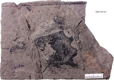 https://files.geocollections.info/large/6e/2d/6e2d4c4d-284b-40cd-83eb-0efdf1b6da8e.jpg