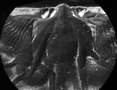 https://files.geocollections.info/large/6e/3e/6e3ecb5f-571c-4d73-b9f2-e55b55e00b6e.jpg