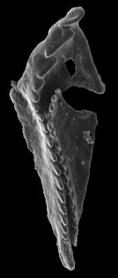 <i>Tretoprion astae Hints, 1999</i><br />Orjaku borehole, 58.57 m, Pirgu Stage