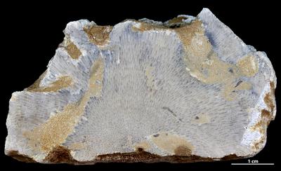 <i></i><br />Vanaküla Quarry,  m, Kukruse Stage