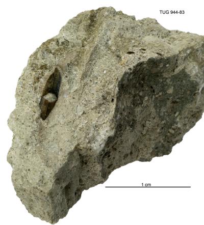https://files.geocollections.info/large/6e/95/6e95fcd5-3f93-4090-8df9-033c63410508.jpg