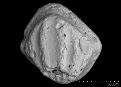 https://files.geocollections.info/large/6e/ac/6eaced36-3eb5-41ef-898f-5744507d9dc7.jpg