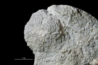 https://files.geocollections.info/large/6e/f7/6ef7f94d-8d01-4e44-84e8-175f32c52790.jpg