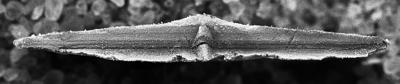 https://files.geocollections.info/large/6f/1b/6f1b3367-481a-4675-9b54-7d9b43d2b090.jpg