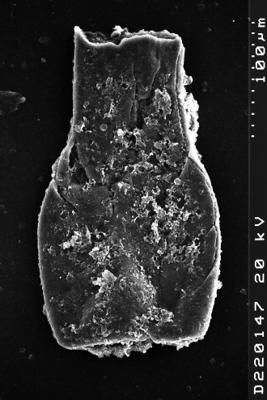 <i><i>Chitinozoa</i></i><br />Albrunnabrottet section,  m, Tremadocian (1527-17)