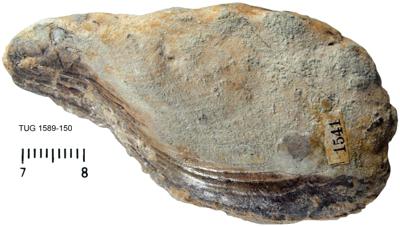https://files.geocollections.info/large/6f/3d/6f3d6c5c-b20b-4bc3-a5a8-93f4e932aec4.jpg