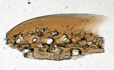https://files.geocollections.info/large/6f/5c/6f5c8c24-d7d5-4e9d-aca5-61c765e643bc.jpg