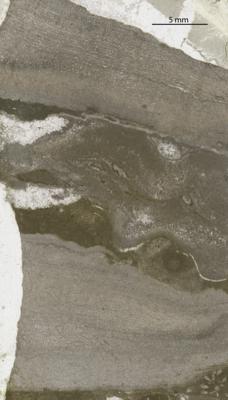 https://files.geocollections.info/large/6f/5e/6f5e458d-8e25-4ac2-b0be-884ec2a7e7f5.jpg